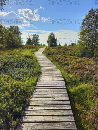A wooden path winds through a colourful heath landscape and trees under a blue sky, summer, High Fens, Eifel National Park, MÃ¼tzenich, Waimes, LiÃ¨ge, Belgium