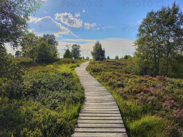 A wooden path stretches through an idyllic heath landscape with trees under a blue sky, summer, High Fens, Eifel National Park, MÃ¼tzenich, Waimes, LiÃ¨ge, Belgium