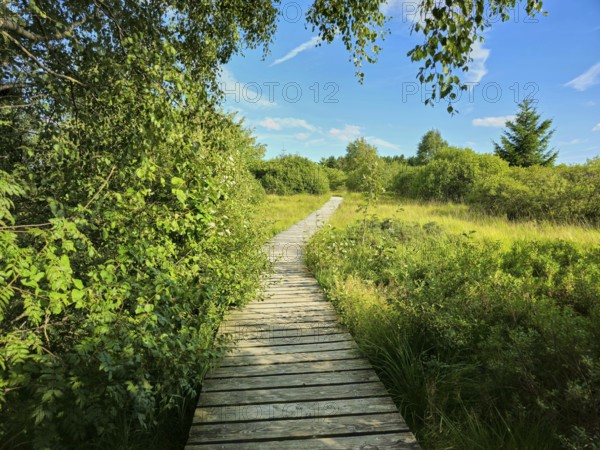 A narrow wooden footbridge leads through a green heath landscape under a blue sky with a few clouds, summer, High Fens, Eifel National Park, MÃ¼tzenich, Waimes, LiÃ¨ge, Belgium