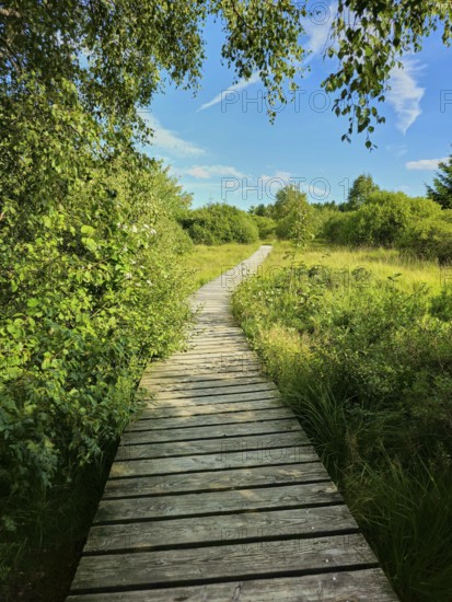 A wooden path leads through dense vegetation with trees and bushes under a blue sky, summer, High Fens, Eifel National Park, MÃ¼tzenich, Waimes, LiÃ¨ge, Belgium
