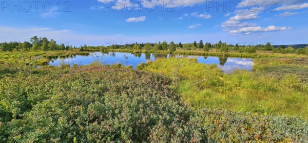 A tranquil landscape with a moor pond and reflecting clouds, lined with green vegetation, summer, High Fens, Eifel National Park, MÃ¼tzenich, Waimes, LiÃ¨ge, Belgium