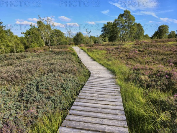 A wooden path winds through a flowering and heather landscape under a blue sky, summer, High Fens, Eifel National Park, MÃ¼tzenich, Waimes, LiÃ¨ge, Belgium