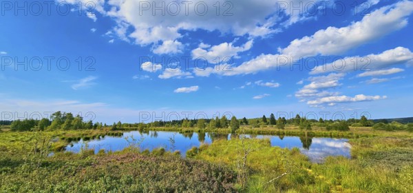 A quiet moor pond reflecting the clouds of the sky, embedded in a green landscape, summer, High Fens, Eifel National Park, MÃ¼tzenich, Waimes, LiÃ¨ge, Belgium