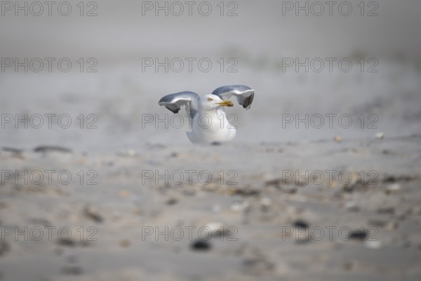 A seagull takes flight near Hvide Sande, North Sea, Denmark