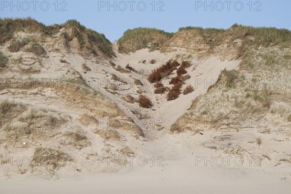 Natural sand dune with grass in front of a clear blue sky, dead trees for dune protection, near Hvide Sande, North Sea, Denmark