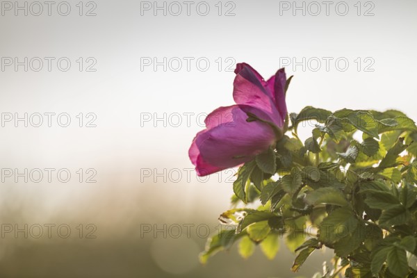 Dog rose (Rosa canina), backlight, RingkÃ¸bing Fjord, Denmark