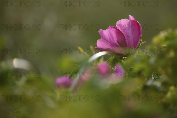 Close-up of a dog rose (Rosa canina), RingkÃ¸bing Fjord, Denmark