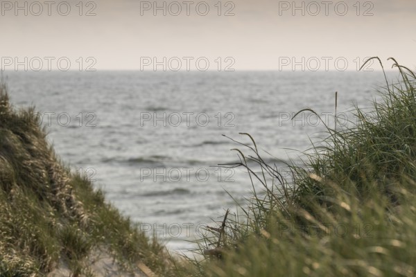 View through grassy dunes to the calm sea, near Hvide Sande, North Sea, Denmark