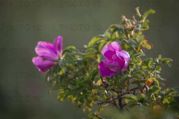 Dog rose (Rosa canina), RingkÃ¸bing Fjord, Denmark
