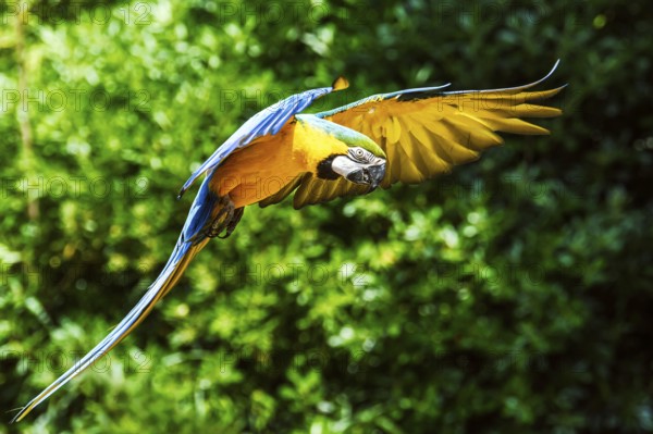 Blue-and-yellow macaw, Ara ararauna, bird in flight