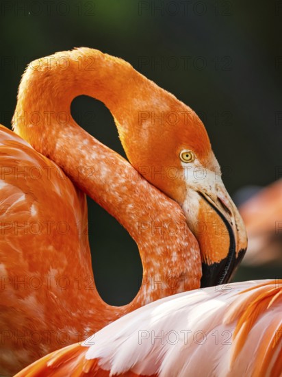 American flamingo, Phoenicopterus ruber, group of birds