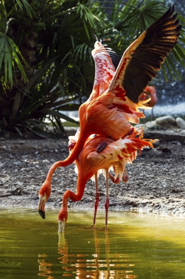American flamingo, Phoenicopterus ruber, pair of birds during copulation