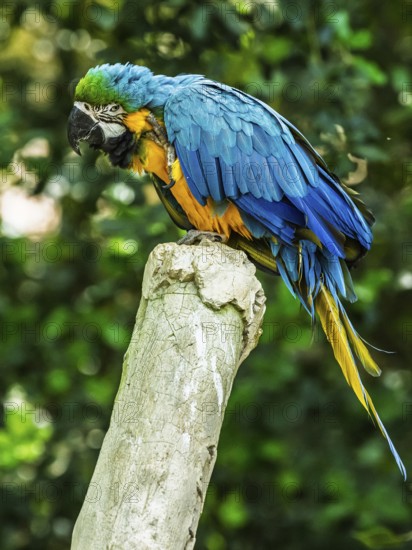 Blue-and-yellow macaw, Ara ararauna, bird in flight