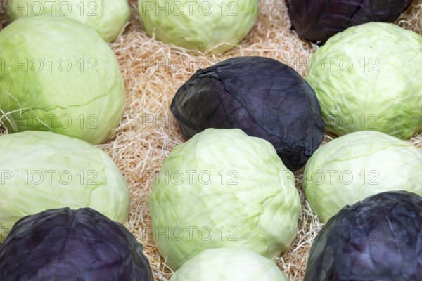 White cabbage and red cabbage