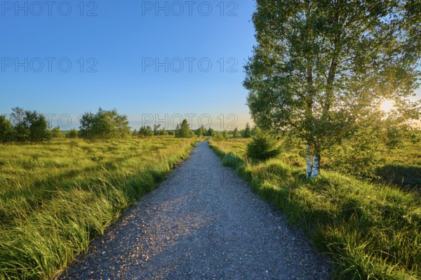 A gravel path leads through a green field, flanked by trees under a clear blue sky in the sunlight, High Fens, Eifel, LiÃ¨ge, Belgium