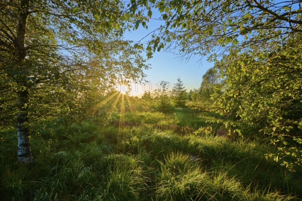 Rays of sunlight shine through trees and leaves onto a green forest clearing and create a peaceful atmosphere, High Fens, Eifel, LiÃ¨ge, Belgium