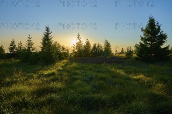 Sunset behind fir trees stretches across a wide grassy landscape and bathes the scene in warm colours, High Fens, Eifel, LiÃ¨ge, Belgium