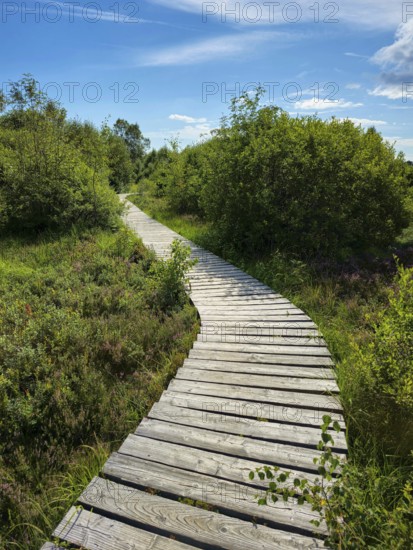 A winding wooden path winds through a green landscape in sunny weather, summer, High Fens, Eifel National Park, MÃ¼tzenich, Waimes, LiÃ¨ge, Belgium