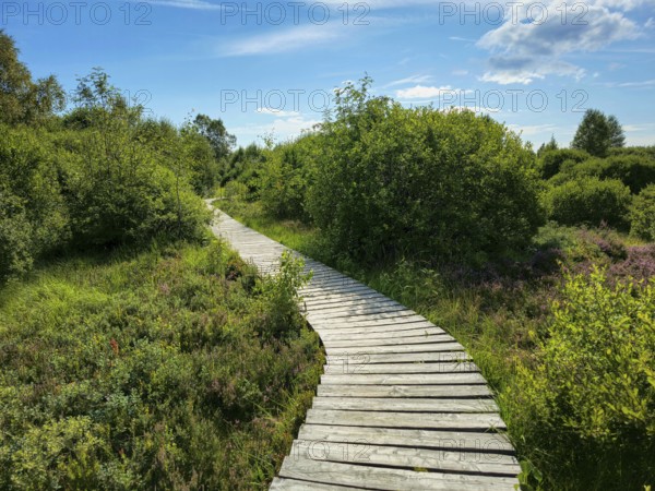 A winding wooden path through green vegetation under a blue sky, summer, High Fens, Eifel National Park, MÃ¼tzenich, Waimes, LiÃ¨ge, Belgium