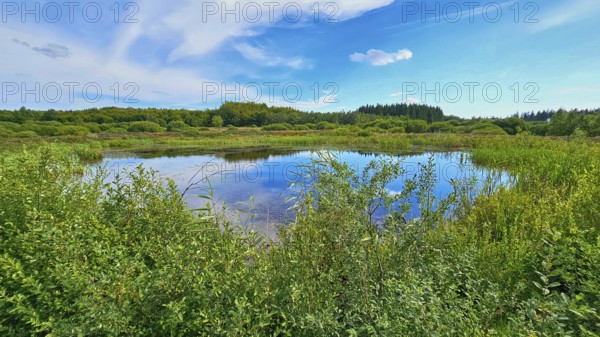 A quiet moor lake surrounded by green vegetation under a blue sky, summer, High Fens, Eifel National Park, MÃ¼tzenich, Waimes, LiÃ¨ge, Belgium
