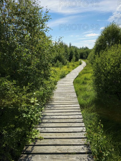 A wooden path winds through dense vegetation under a sunny sky, summer, High Fens, Eifel National Park, MÃ¼tzenich, Waimes, LiÃ¨ge, Belgium