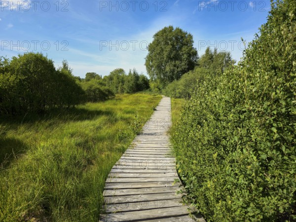 A wooden path runs through green fields with trees under a clear sky, summer, High Fens, Eifel National Park, MÃ¼tzenich, Waimes, LiÃ¨ge, Belgium