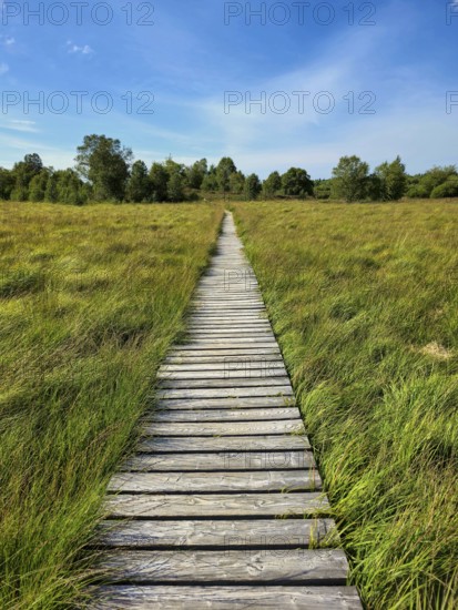 A wooden footbridge leads through a green meadow under a clear blue sky, summer, High Fens, Eifel National Park, MÃ¼tzenich, Waimes, LiÃ¨ge, Belgium
