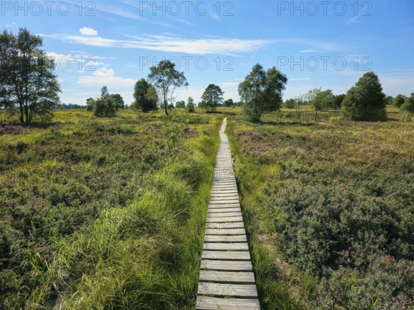 A wooden path winds through a moorland landscape under a blue sky, summer, High Fens, Eifel National Park, MÃ¼tzenich, Waimes, LiÃ¨ge, Belgium