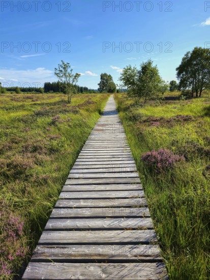 A wooden path leads through an area overgrown with heather and trees, summer, High Fens, Eifel National Park, MÃ¼tzenich, Waimes, LiÃ¨ge, Belgium