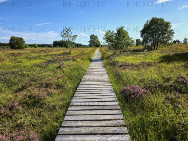 A wooden path runs through a heath landscape under a blue sky, summer, High Fens, Eifel National Park, MÃ¼tzenich, Waimes, LiÃ¨ge, Belgium