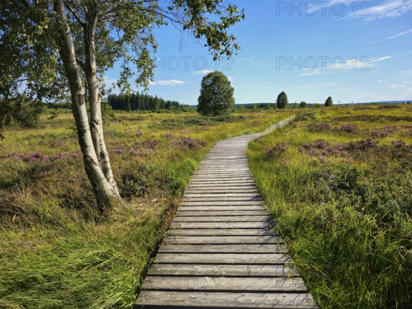 A winding wooden path under a blue sky, surrounded by heathland and trees, summer, High Fens, Eifel National Park, MÃ¼tzenich, Waimes, LiÃ¨ge, Belgium