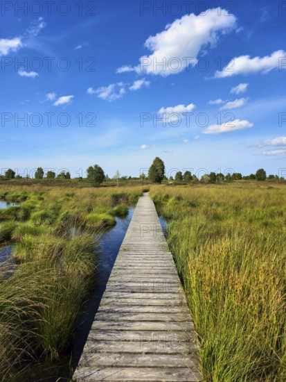 Straight wooden path through a wide moor landscape under a blue sky with white clouds, summer, High Fens, Eifel National Park, MÃ¼tzenich, Waimes, LiÃ¨ge, Belgium