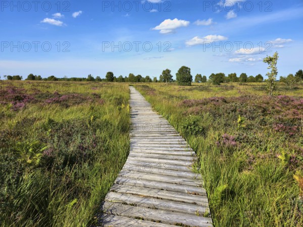 Winding wooden path amidst green meadows and heather under a white-blue sky, summer, High Fens, Eifel National Park, MÃ¼tzenich, Waimes, LiÃ¨ge, Belgium