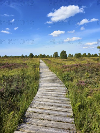 Wooden path winds through a green moor landscape with purple heather fields and blue sky, summer, High Fens, Eifel National Park, MÃ¼tzenich, Waimes, LiÃ¨ge, Belgium