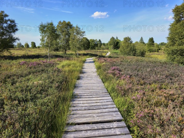 Narrow wooden path in grassy heath landscape, surrounded by different shades of green and trees, summer, High Fens, Eifel National Park, MÃ¼tzenich, Waimes, LiÃ¨ge, Belgium