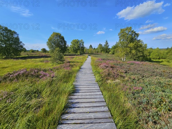 Straight wooden path leads through heather-covered landscape with surrounding trees and blue sky, summer, High Fens, Eifel National Park, MÃ¼tzenich, Waimes, LiÃ¨ge, Belgium