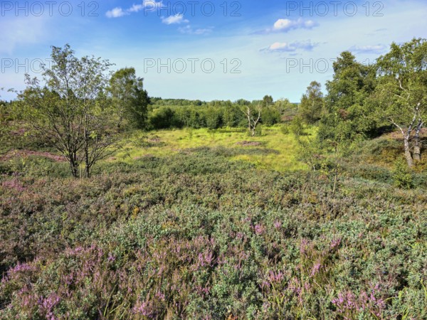 Vast heath landscape with purple heather flowers and green trees under a blue sky, summer, High Fens, Eifel National Park, MÃ¼tzenich, Waimes, LiÃ¨ge, Belgium