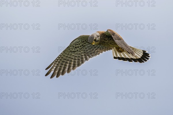 Common Kestrel, Falco tinnunculus, bird in flight