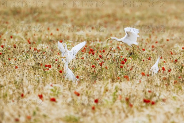Cattle Egret, Bubulcus Ibis, bird in a field of grain and Red poppies
