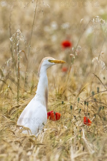 Cattle Egret, Bubulcus Ibis, bird in a field of grain and Red poppies