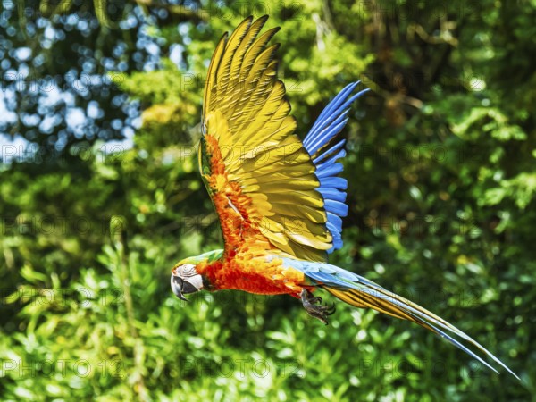 Scarlet macaw, Ara macao, bird in flight