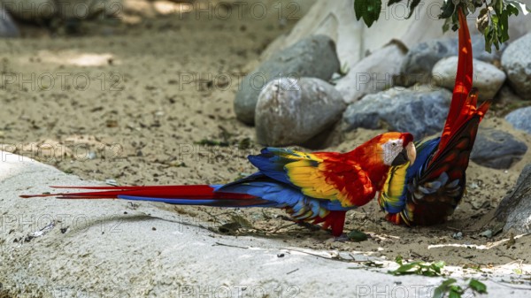 Scarlet macaw, Ara macao