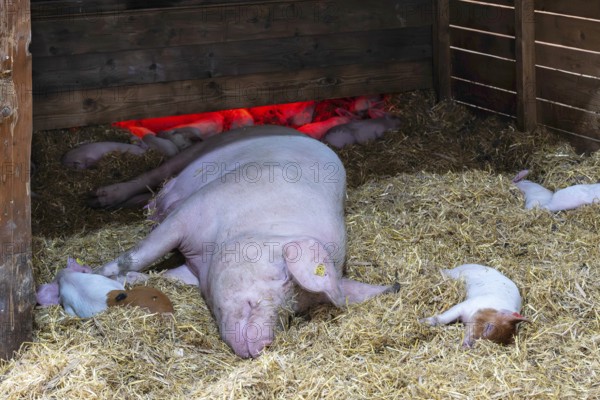 Mother pig with piglet