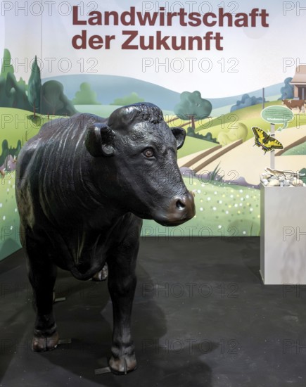 Swiss Black Angus cattle breeding exhibition stand