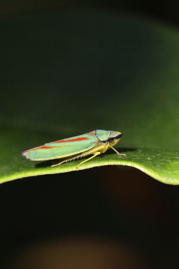 Rhododendron cicada (Graphocephala fennahi) sitting on a leaf of a rhododendron (Rhododendron), close-up, Wilnsdorf, North Rhine-Westphalia, Germany