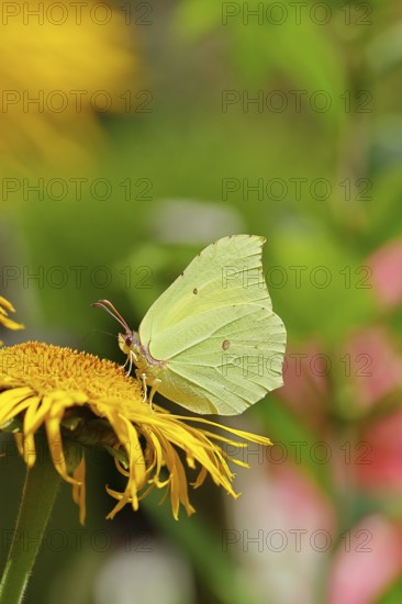 Lemon butterfly (Gonepteryx rhamny) on a yellow flower of a Great Telekie (Telekia speciosa), close-up, Wilnsdorf, North Rhine-Westphalia, Germany
