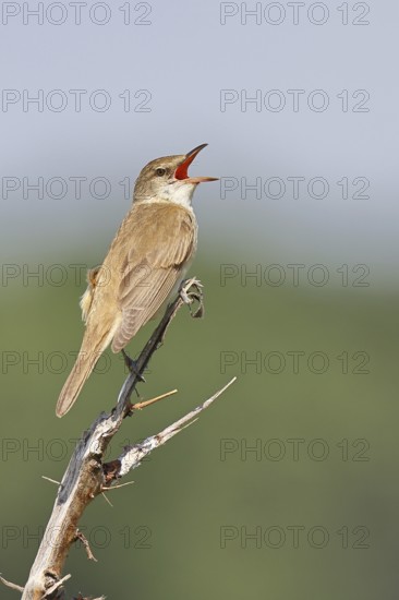 Great Reed Warbler (Acrocephalus arundinaceus), with open beak, singing, twittering, sitting on a twig, singing station, natural habitat, migratory bird, songbirds Lake Neusiedl, Burgenland, Austria
