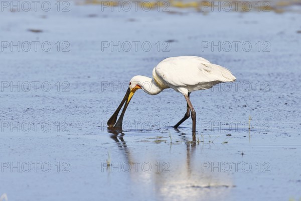 Spoonbill (Platalea leucorodia), adult bird walking through shallow water in search of food, adult bird in splendour, wildlife, Ziggsee, Burgenland, Austria