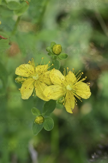 Common St John's wort (Hypericum perforatum), spotted St John's wort or common St John's wort (Hypericum perforatum), blood herb, St John's wort, spotted St John's wort, medicinal plant, close-up of a flower, wild form, natural environment, Wilnsdorf, North Rhine-Westphalia, Germany
