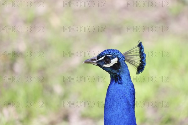 Indian peafowl (Pavo scalloped ribbonfish), portrait, captive, North Rhine-Westphalia, Germany